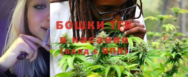 стафф Новозыбков